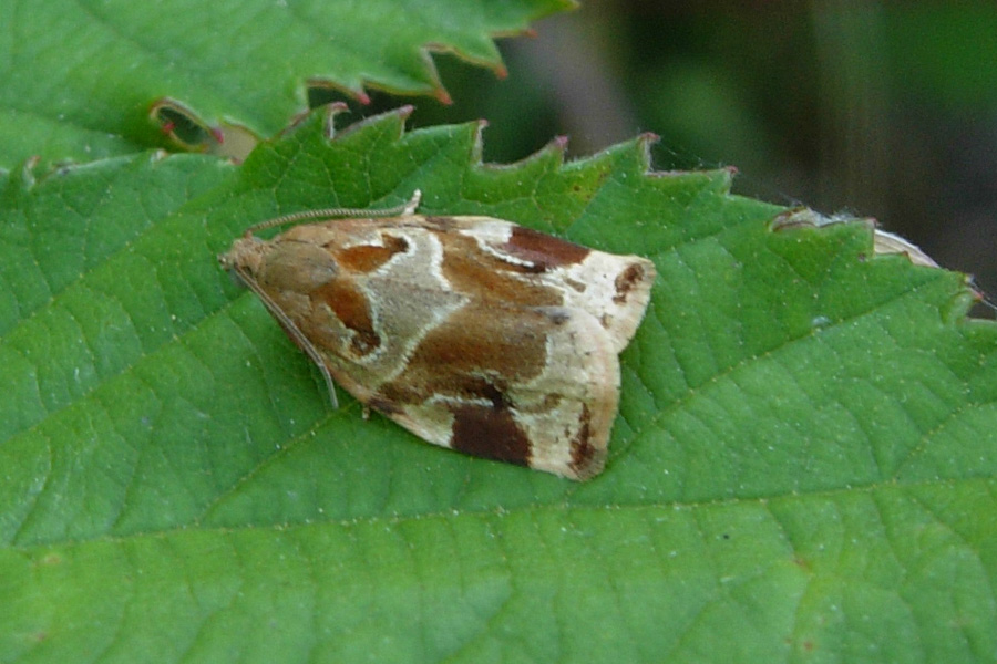 Archips xylosteana, Tortricidae